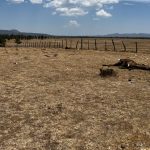 Durango en alerta roja más de 1 300 reses muertas por la sequía extrema